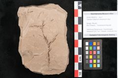 Foto (Objekt + Etikett) von Taxodium distichum miocenicum Heer (NHMW-GEO-2024-0188-6415)